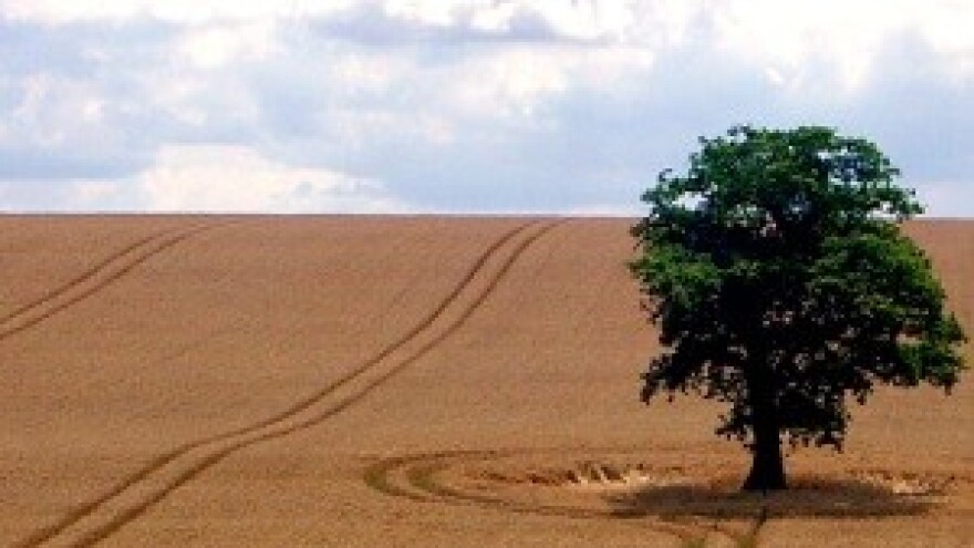 Otkud Burzi rada oranica, tko ju želi kupiti i zašto?