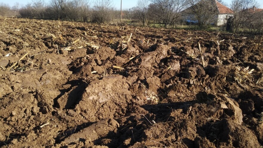 U odnosu na 2018. pala cijena zakupa oranica na kontinentu, na Jadranu rasla