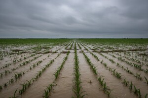 Oranice potopljene, a šteta na usjevima i do 30%
