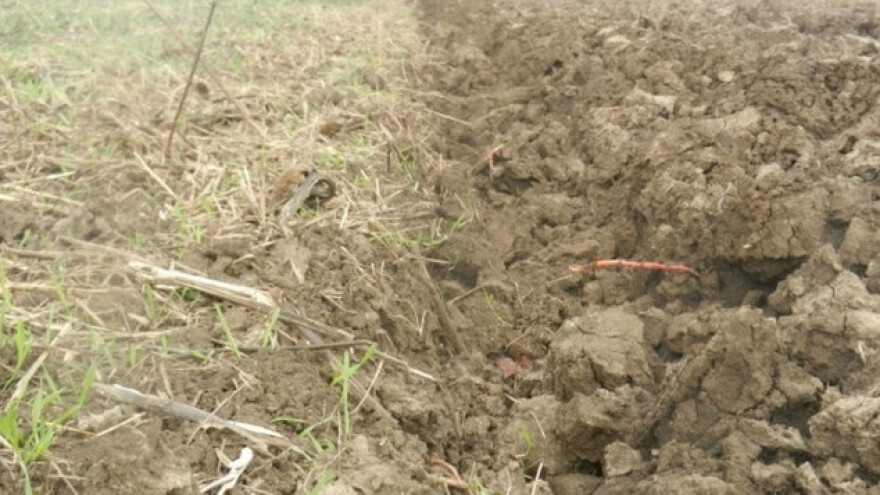 Prolećna setva skuplja za najmanje 15 odsto