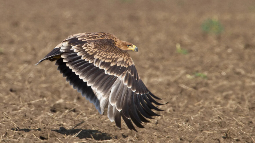 Šta je potrebno da se sačuva orao krstaš u Srbiji?