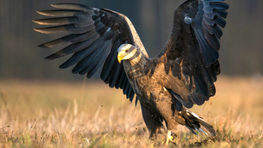 Kažnjen zbog prodaje prepariranog belorepana