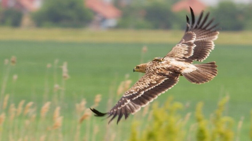 Orlovi krstaši ponovo krstare nebom Srbije