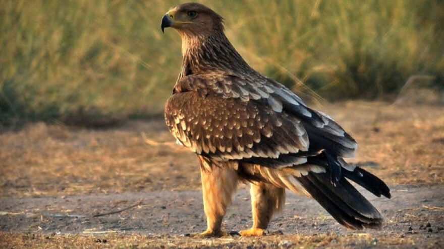 Volonteri u misiji: Spasavanje orla krstaša