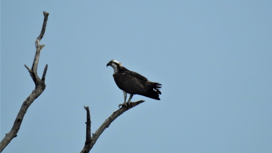Primećen orao ribar u donjem toku Tise