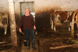 U sedmoj deceniji života brinu o punoj štali goveda