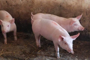 Prodaja po nekoliko tovljenika i prasića, za više nema kupaca?
