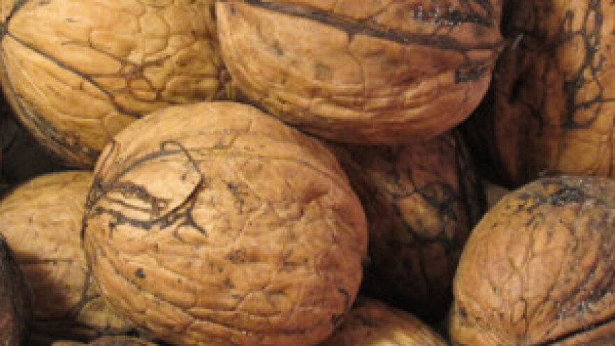 Valpovština ove godine bez domaćih oraha