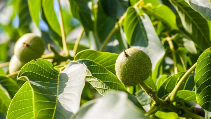 40% "lažnih" nasada oraha u eko uzgoju