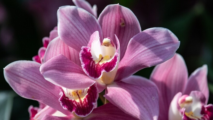 Mikoriza gljiva i rast orhideja