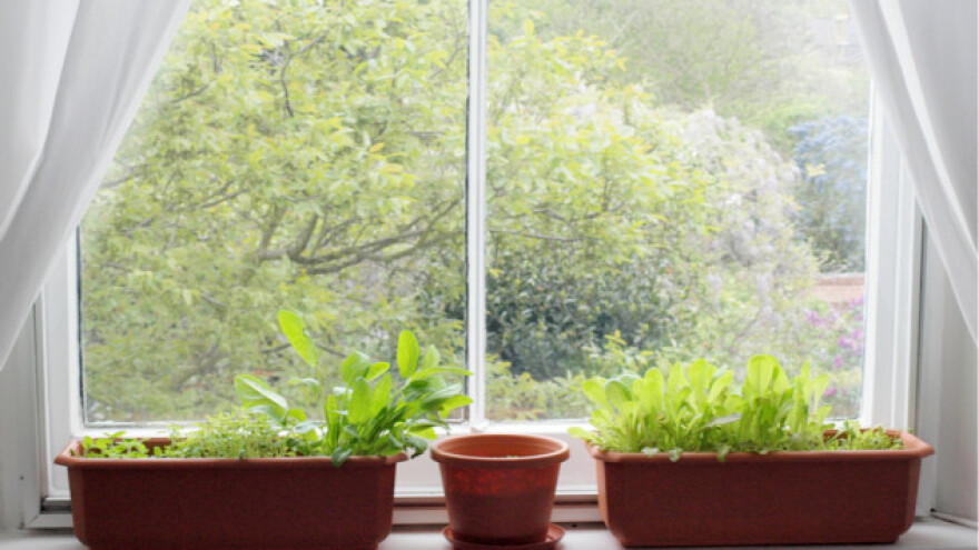 Prozor u stanu - vaš mini staklenik