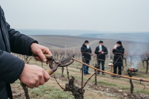 Orezani prvi trsi iločkih vinograda