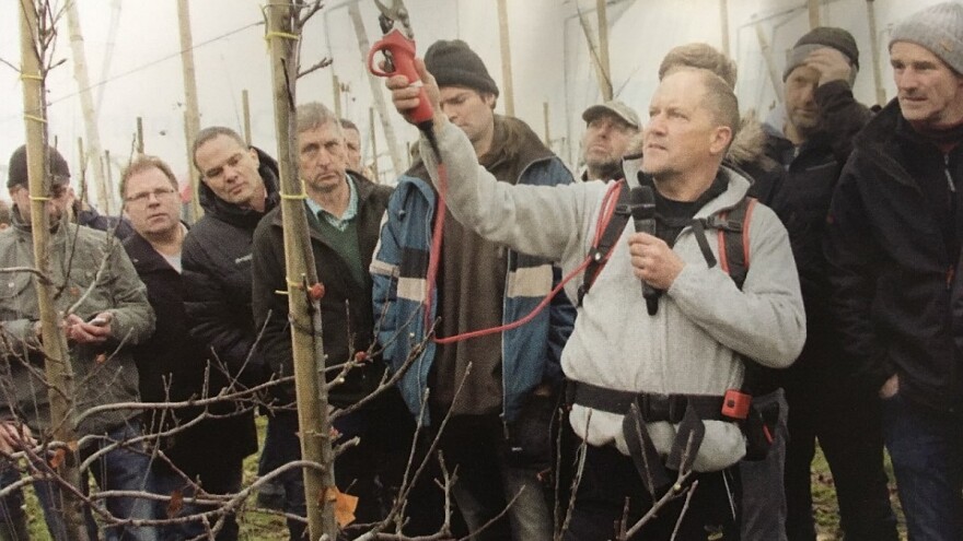 Rezidba jabuke: Novi način za bolju kvalitetu ploda