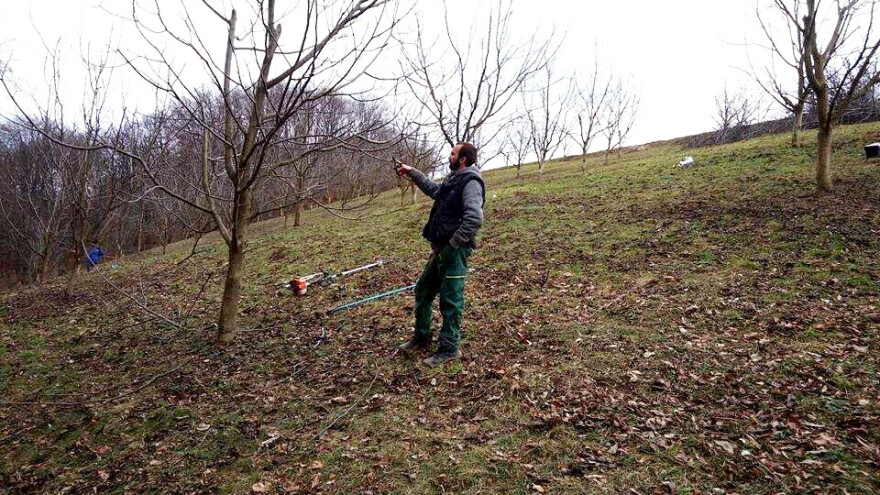 Rezidbom oraha pravimo ravnotežu između rasta i rodnosti stabla