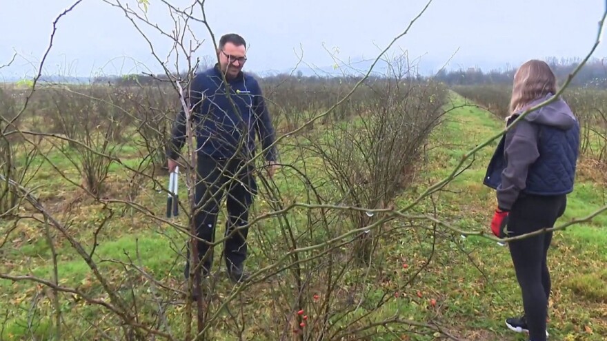 Darko Pešutić uzgaja pet tisuća sadnica šipka - kako provodi orezivanje?
