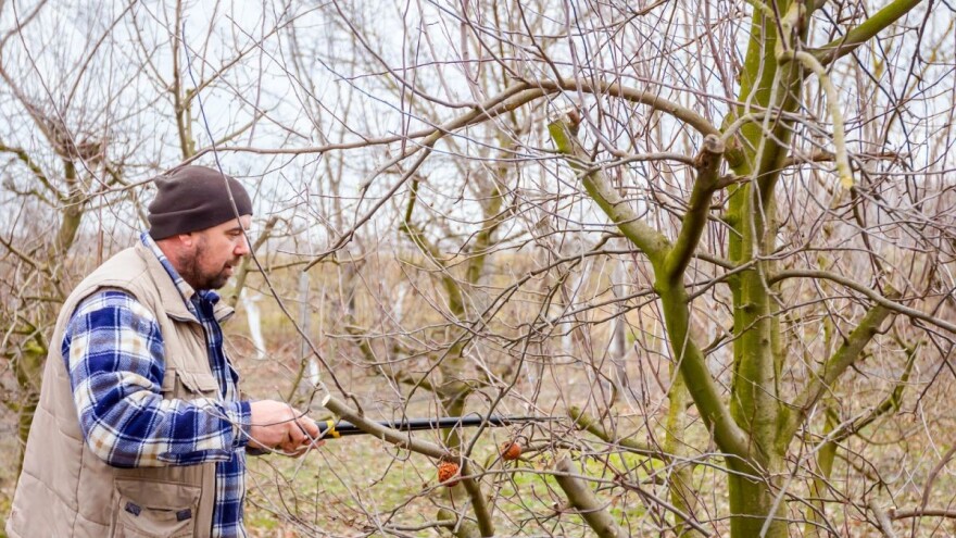 U februaru se pripremali voćnjaci i vrtovi za novu sezonu