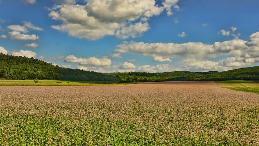 Spelta i heljda: U istočnoj Hercegovini može se odmah početi s organskom proizvodnjom