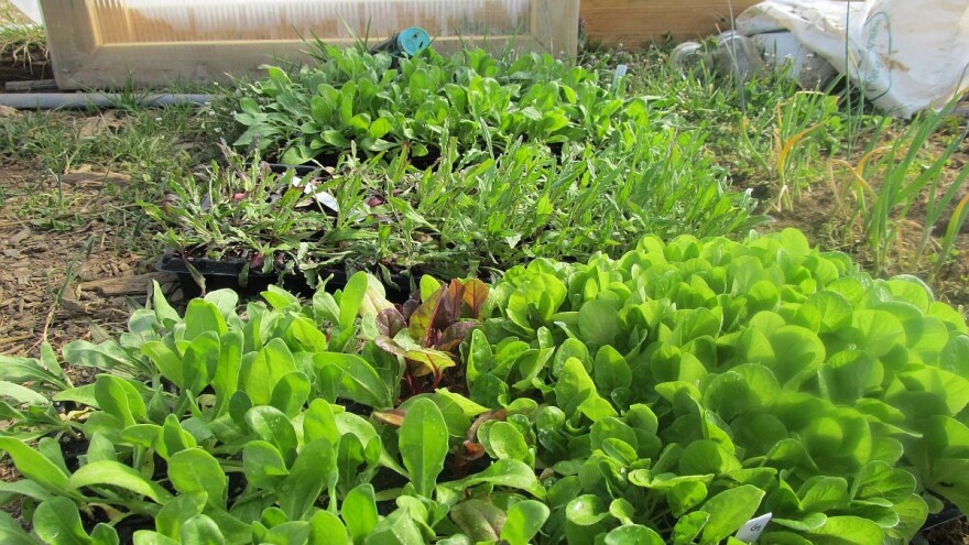 Značaj plodoreda u ekološkom povrćarstvu