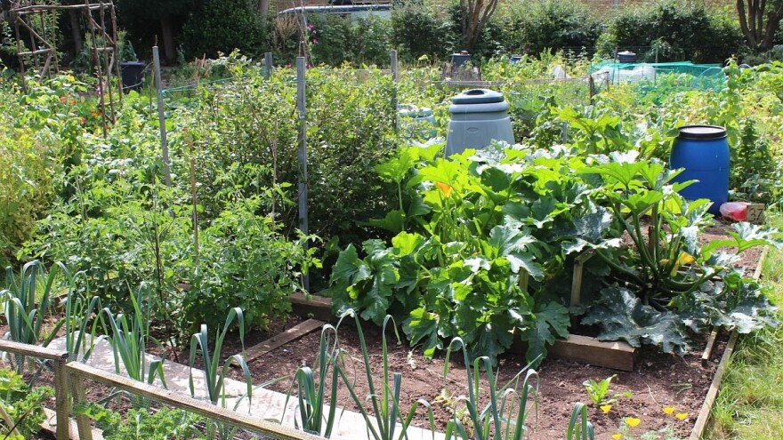 Kako sejati i negovati povrće u organskom uzgoju?