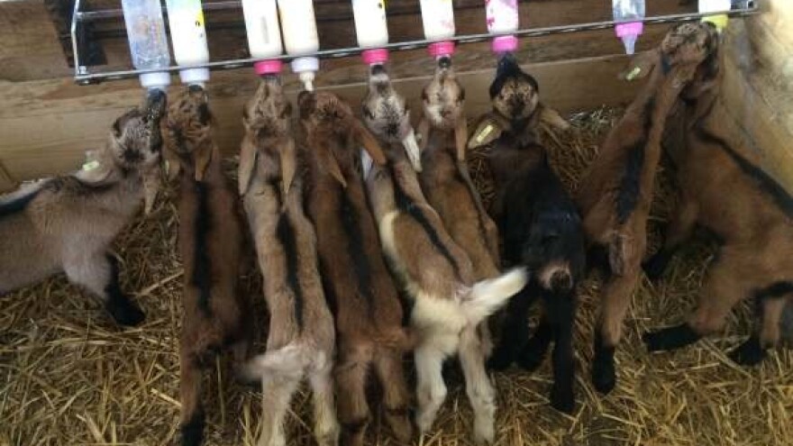 Najveća organska farma koza i ovaca na Balkanu