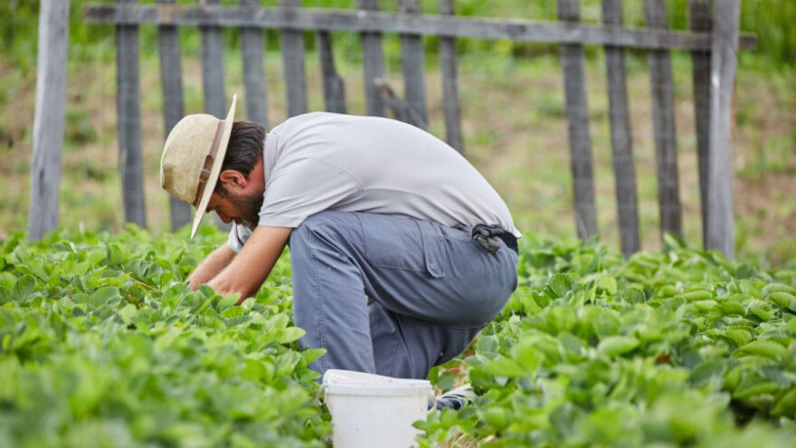 Organska hrana - više od dobrog marketinga