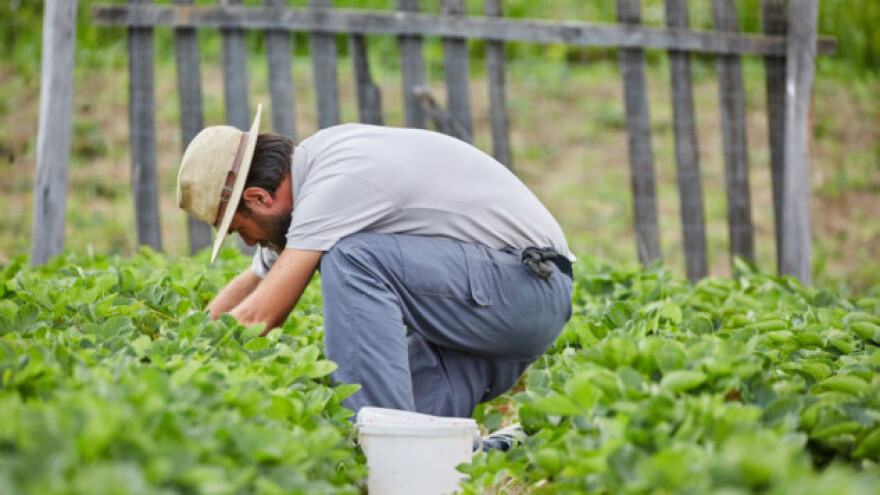 Organska hrana - više od dobrog marketinga