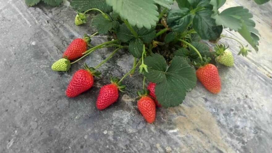 Stigle prve ovogodišnje organske jagode: Tretirane koprivom, maslačkom i lukom