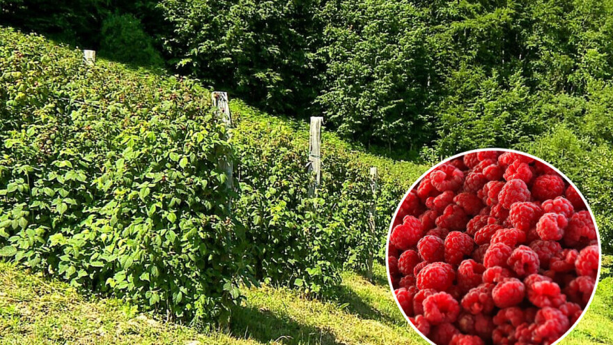 U selu Šljivova svi se bave organskom proizvodnjom