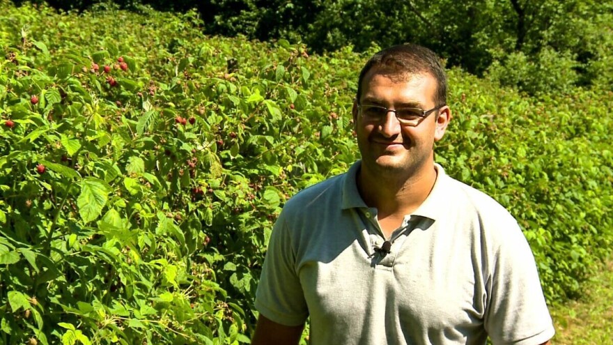 Vladimir Stefanović: Organska malina u Krupnju ima dobru cenu