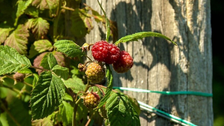 Malina stiže - čeka se otkupna cena, a berača nema?