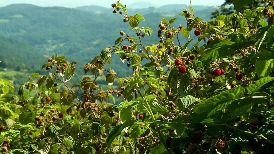 Voćari u kuršumlijskom kraju proizvode isključivo organsku malinu