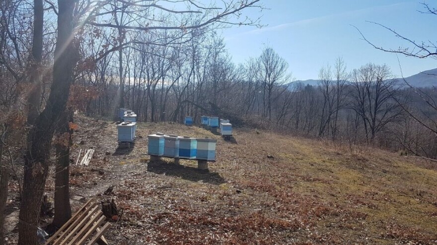 Koji su osnovni uslovi za organsko pčelarstvo?