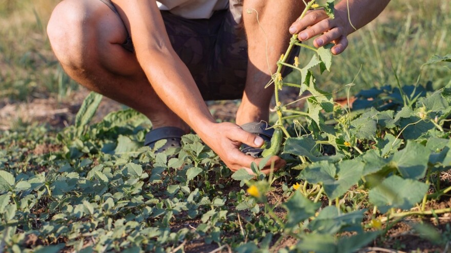 Fenomena: Podrška razvoju organske poljoprivrede
