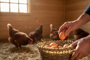 Organska proizvodnja jaja u BiH