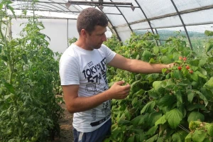 Subvencije: Proizvođači organskog bilja sada mogu dobiti do 520.000 dinara