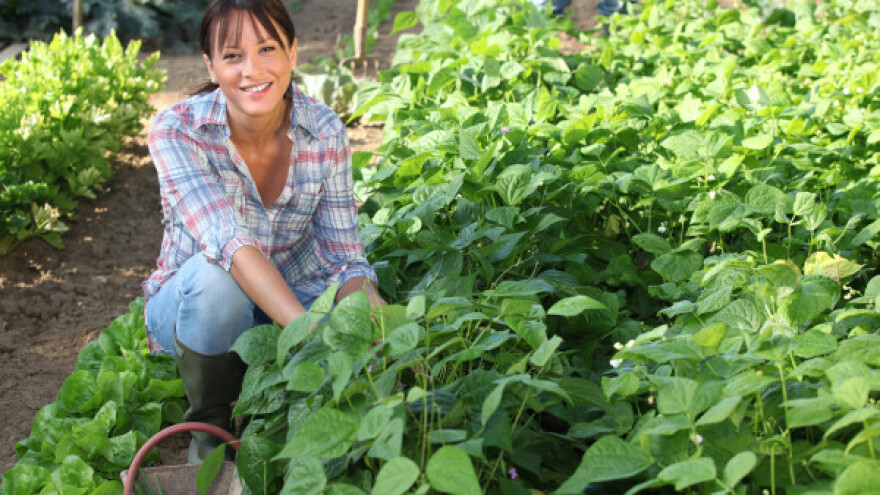 Kako do sertifikovanog organskog proizvoda?