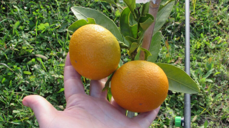 BiH ima izvrsne potencijale za organsku proizvodnju