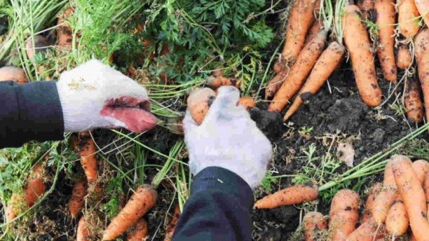 Budućnost srpskog agrara u organskoj proizvodnji