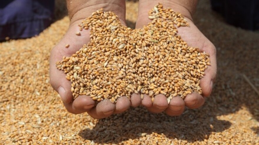 Potencijal izvoza za proizvođače eko žitarica