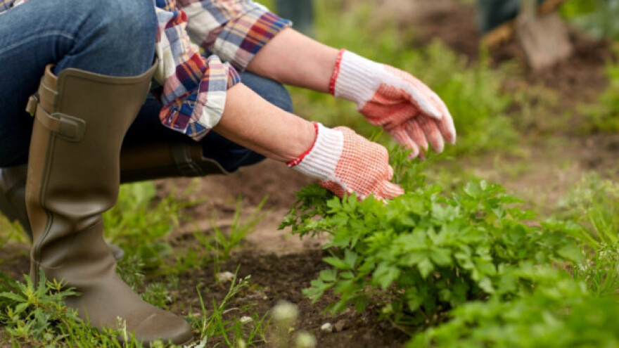 Kako zaštititi povrće bez kemije