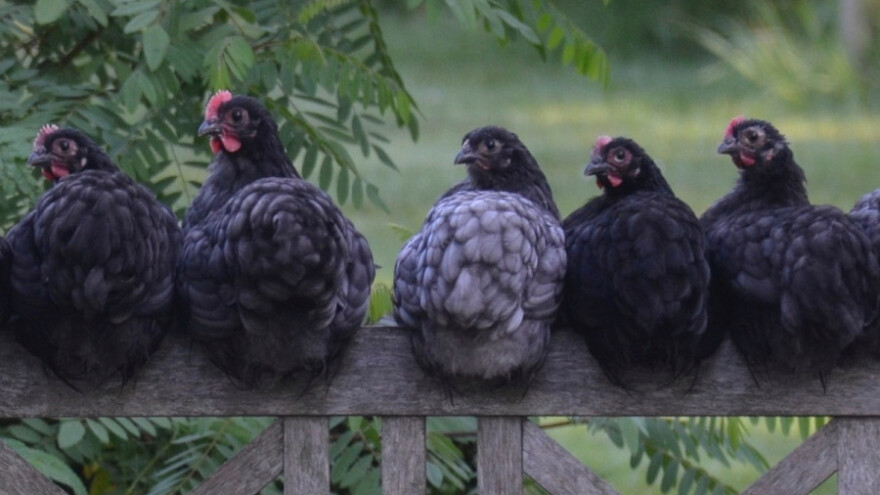 Stiže novi Pravilnik za organsku proizvodnju