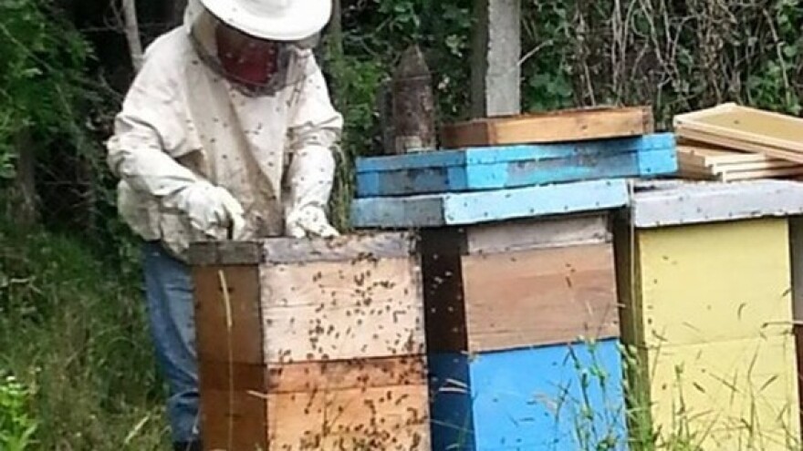 Kako proizvesti organski med?