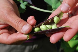 Prednosti organski uzgojene hrane