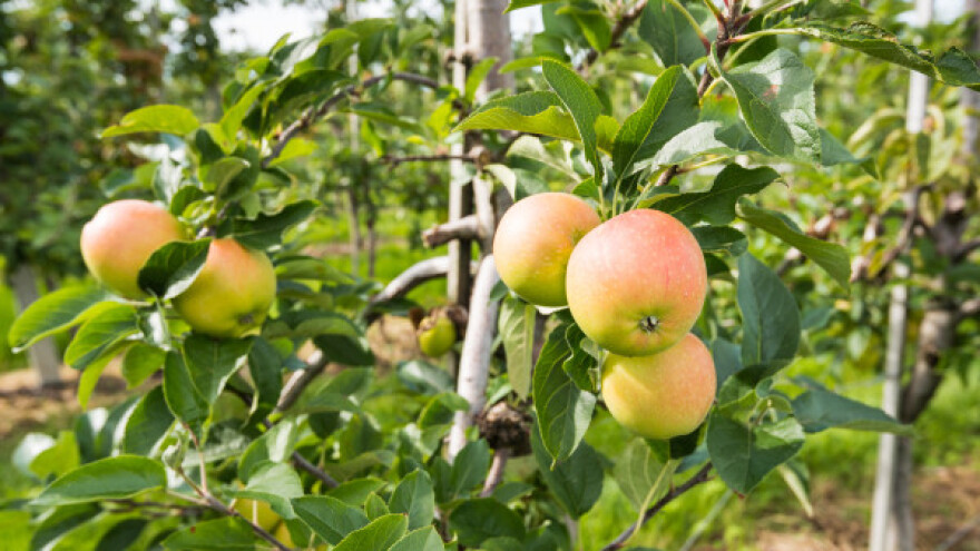 U Srbiji premalo organskih proizvođača jabuka