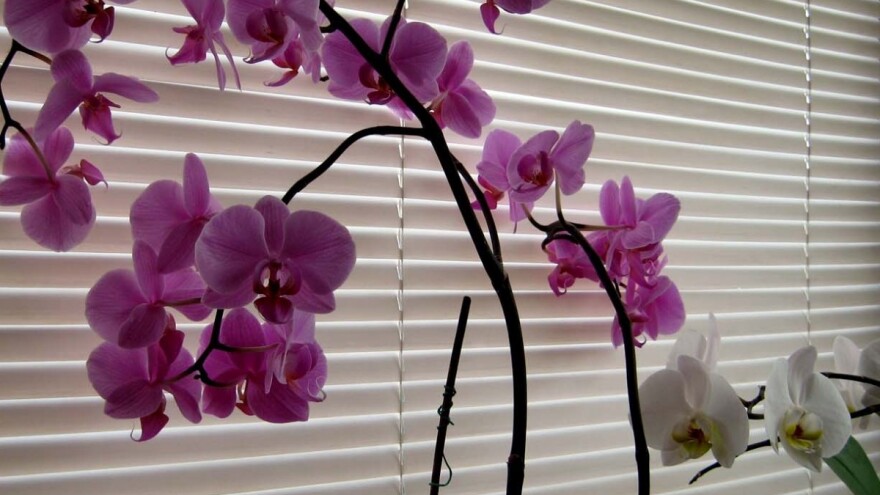 Spustite roletne, zaštitite orhideje