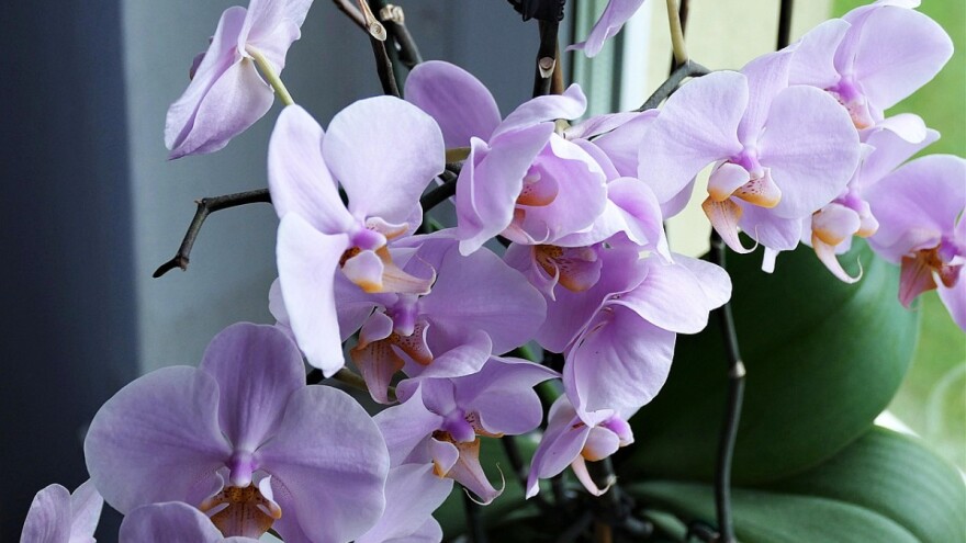 orhideja-3-880x495.jpg