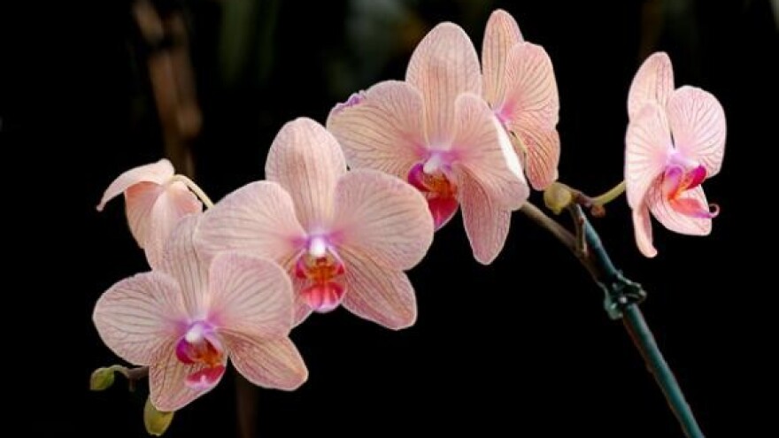 Na Banovini pronašao čak 22 vrste orhideja