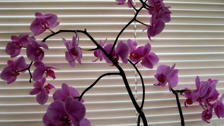 Spustite roletne, zaštitite orhideje