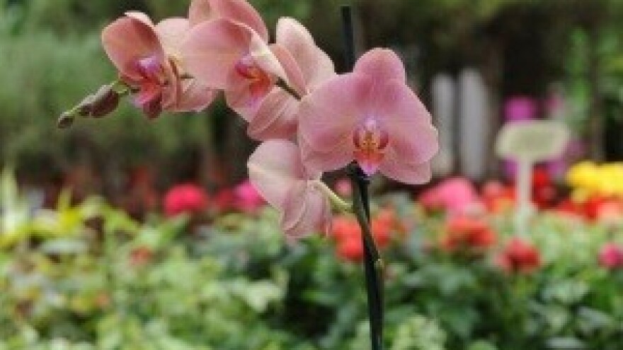 Presađivanje orhideja i paprati