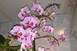 Flora Centrum Mundi 2014.